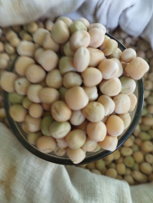 Пропоную озимий горох