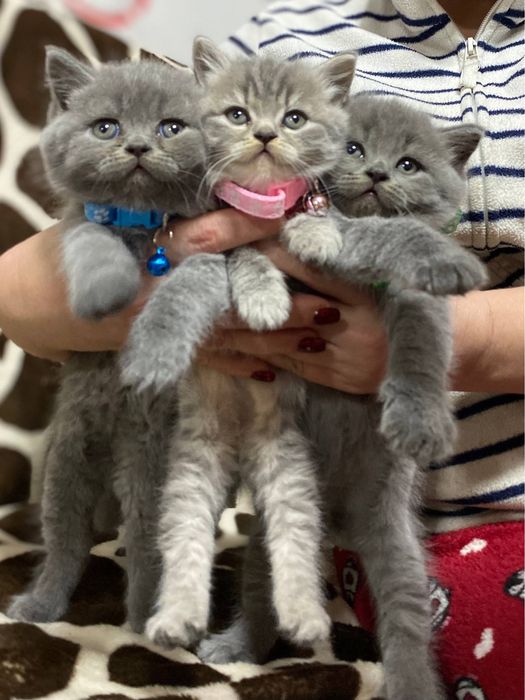 Шотланские котята