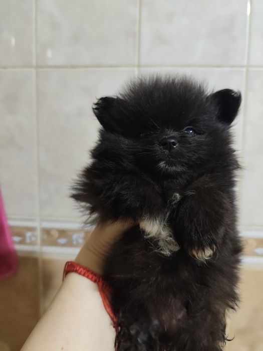 Померанский шпиц, девочка