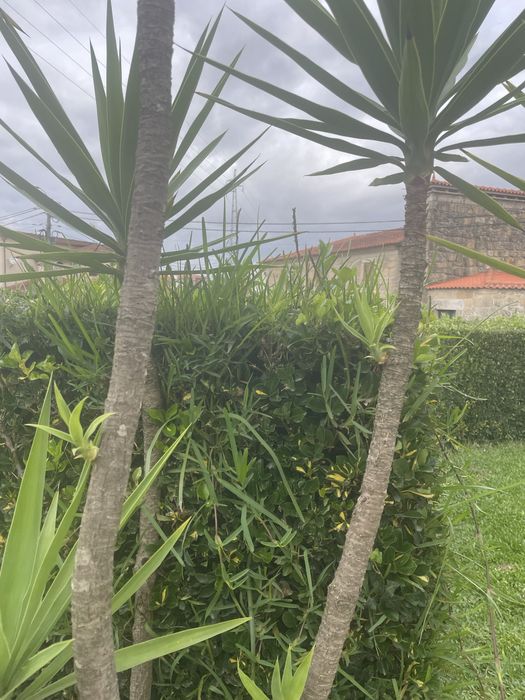 Planta Yuca para venda