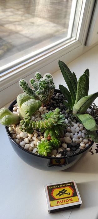 Композиция сукулентов