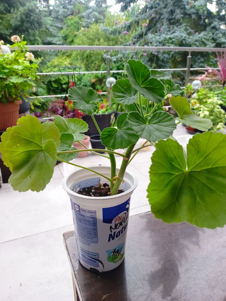 Pelargonia Norland Red