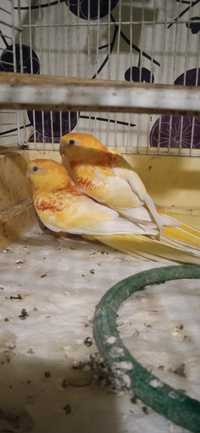Papugi faliste kolorowe