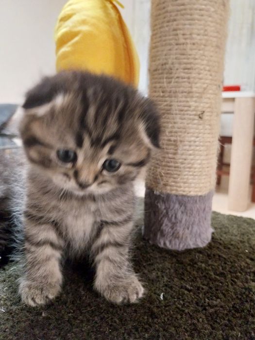 Gatinho Scottish Fold