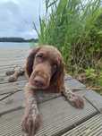 Polski spaniel myśliwski