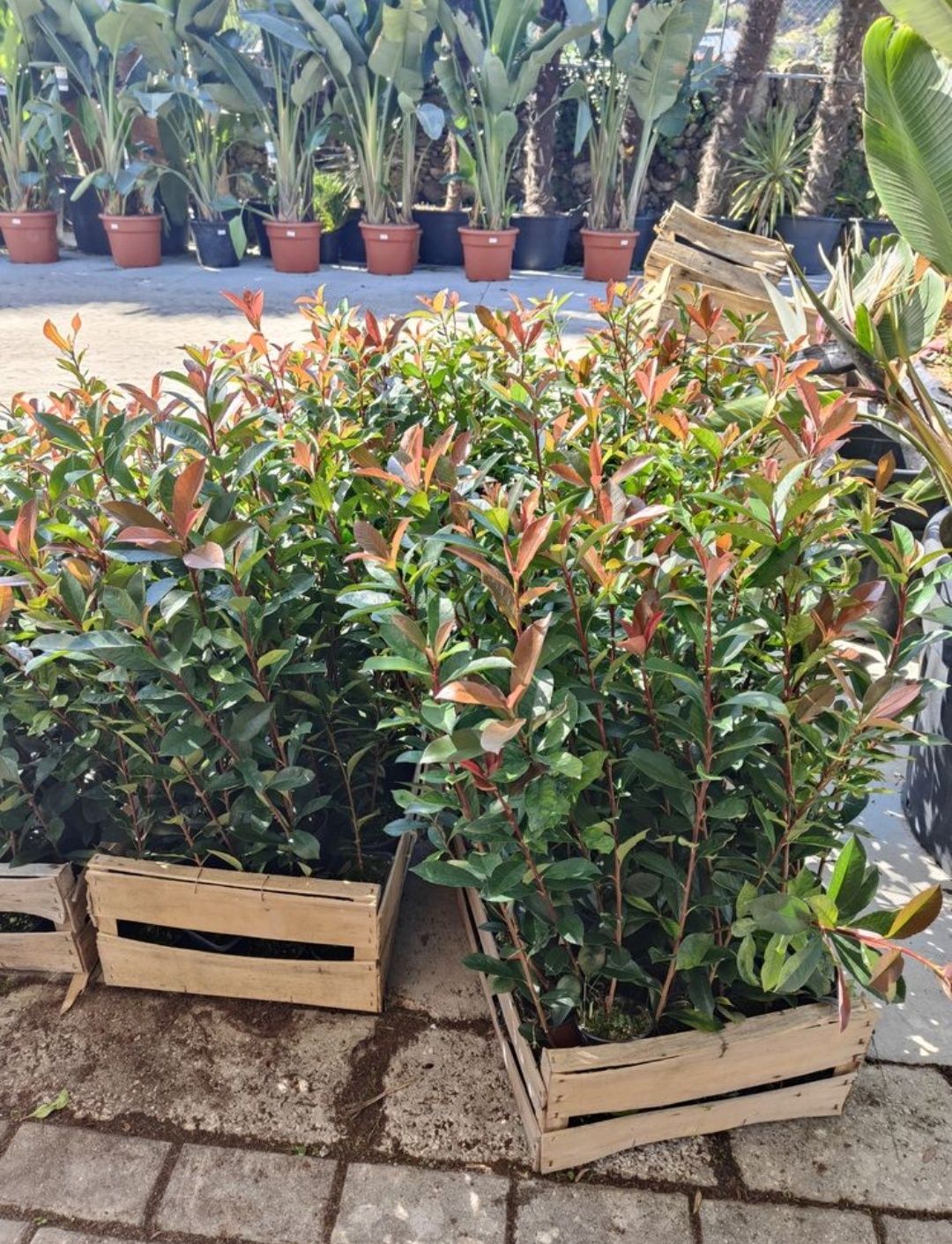 Photinia Red Robin - Carre Rouge - 50CM/100CM/150CM/200CM Alt.