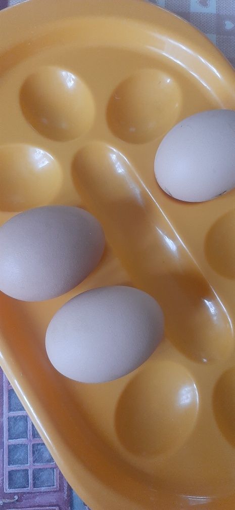 Подставка для фаршированих вареных яиц
