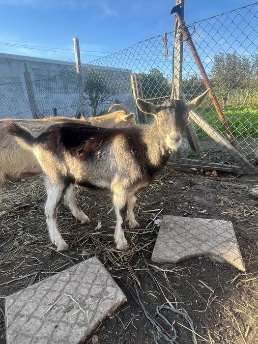 Chibo raca grande com 6 meses