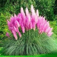 Кортадерія ( пампасна трава) фіолетова , рожева , біла.Насіння