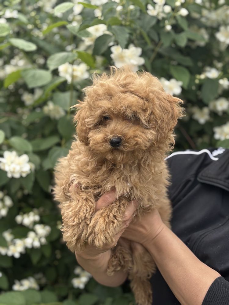 Maltipoo pudel toy sunia do odbioru!!