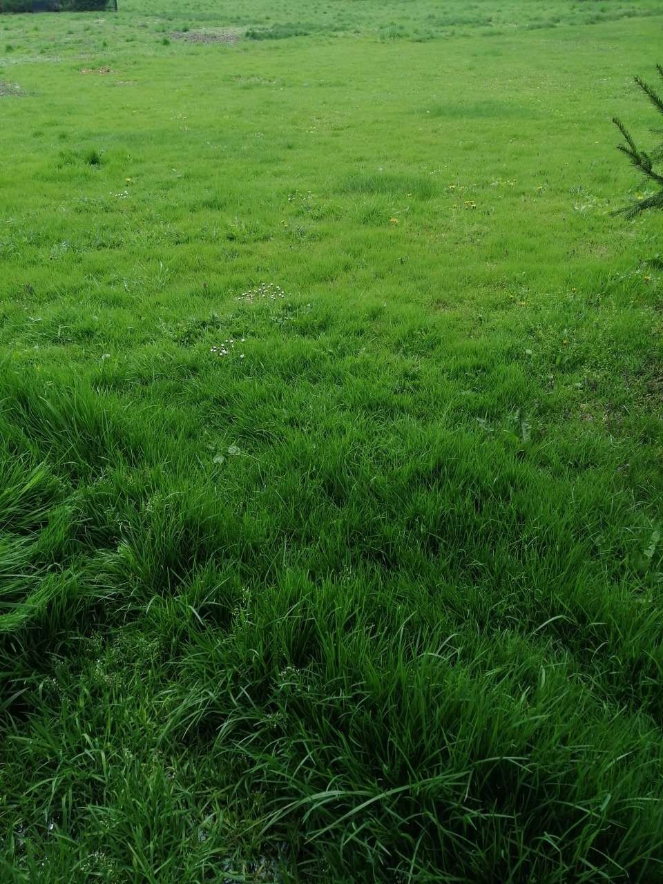 Trawa łąka do skoszenia na siano sianokiszonkę paszę