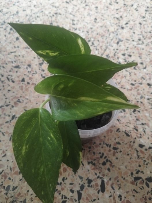 Planta Jiboia pequena 
Saudável 
Ó