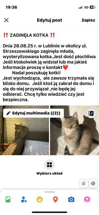 Zaginęła kotka . Jest malym kotkiem o szaro- rudym umaszczeniu.