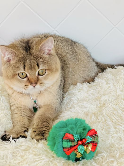 Британська золота шиншилла