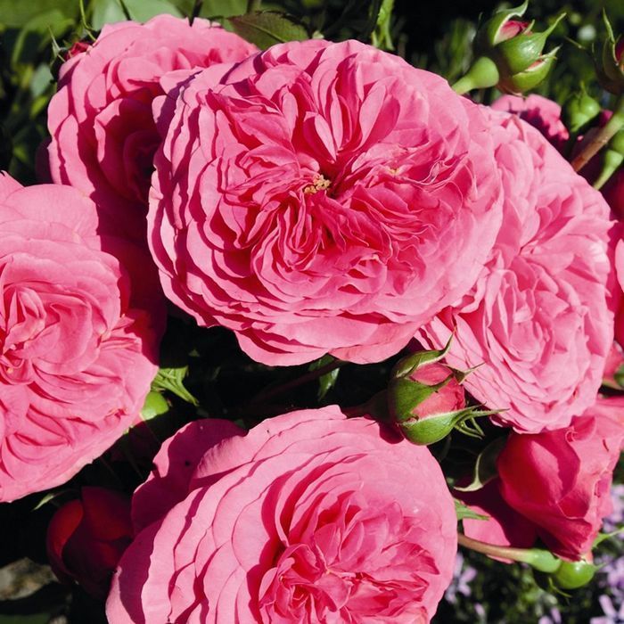 Саджанці троянд флорибунда ОПТ–Роздріб / Саженцы роз флорибунда ОПТ