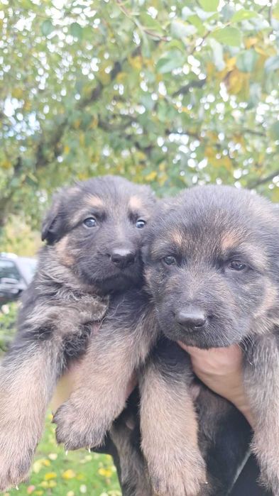 Щенята німецької вівчарки