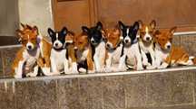 Szarlotka, biało ruda sunia Basenji, sylwestrowy miot, rodowód/FCI