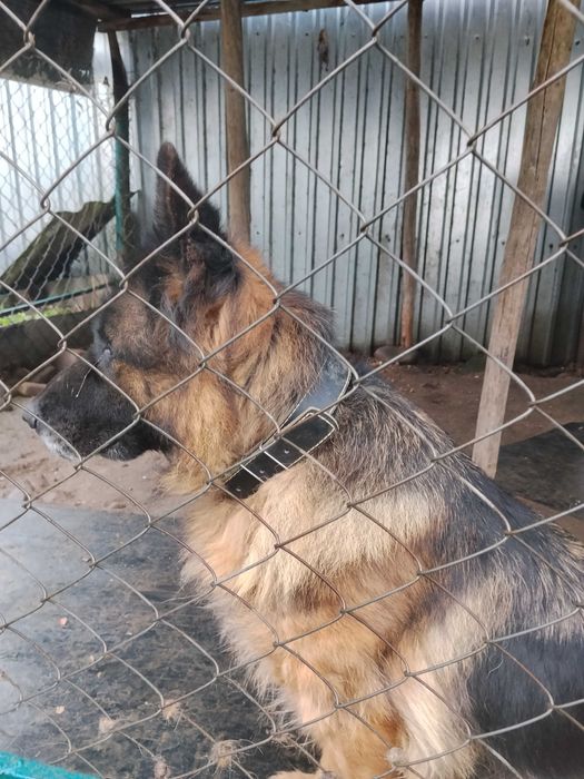Довгошерстна німецька вівчарка.