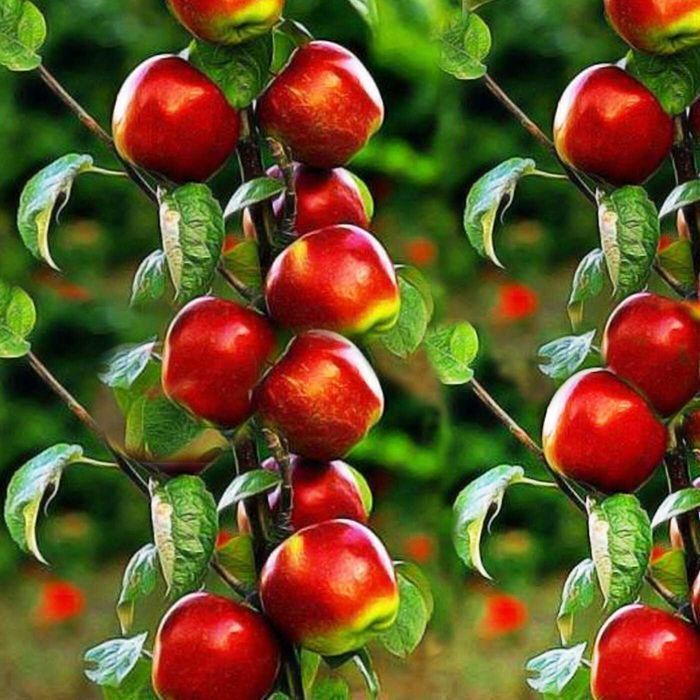 Саджанці колоноподібної яблуні / Саженцы колоновидной яблони