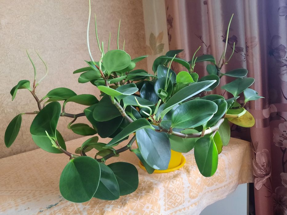 Шикарна Пеперомія (Peperomia)