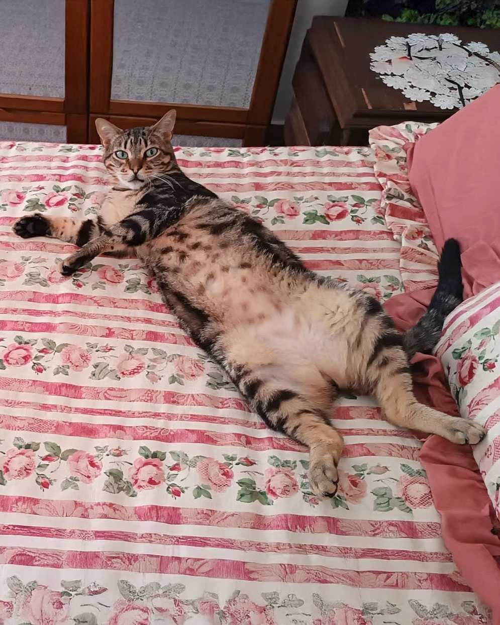 Setúbal / Margem Sul / Lisboa — KODI, gatinho para adoção