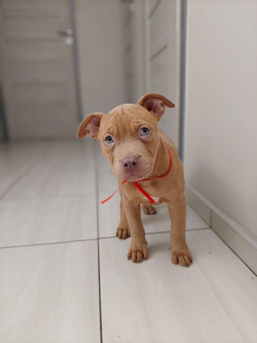 Amstaf Amstaff Amstaffy American Staffordshire Terier