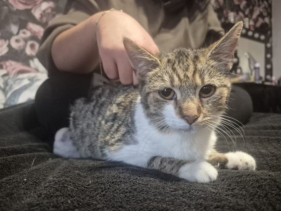 Oddam kotkę  pół roczną