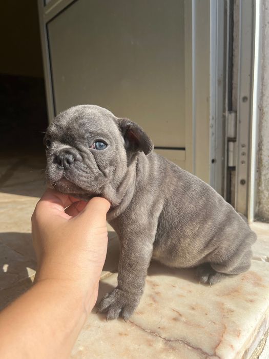 Bulldog francês disponível