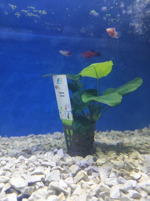 Diversas plantas aquário
