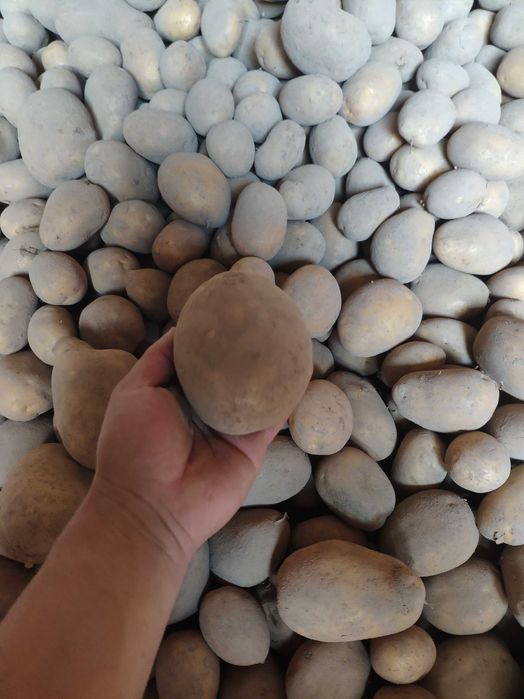 Ziemniaki kartofle Soraya możliwy dowóz busem