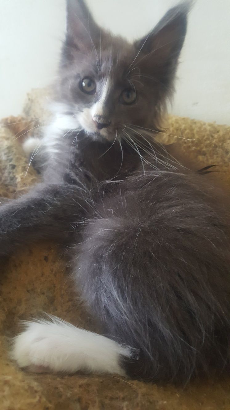 Kocurek Maine Coon