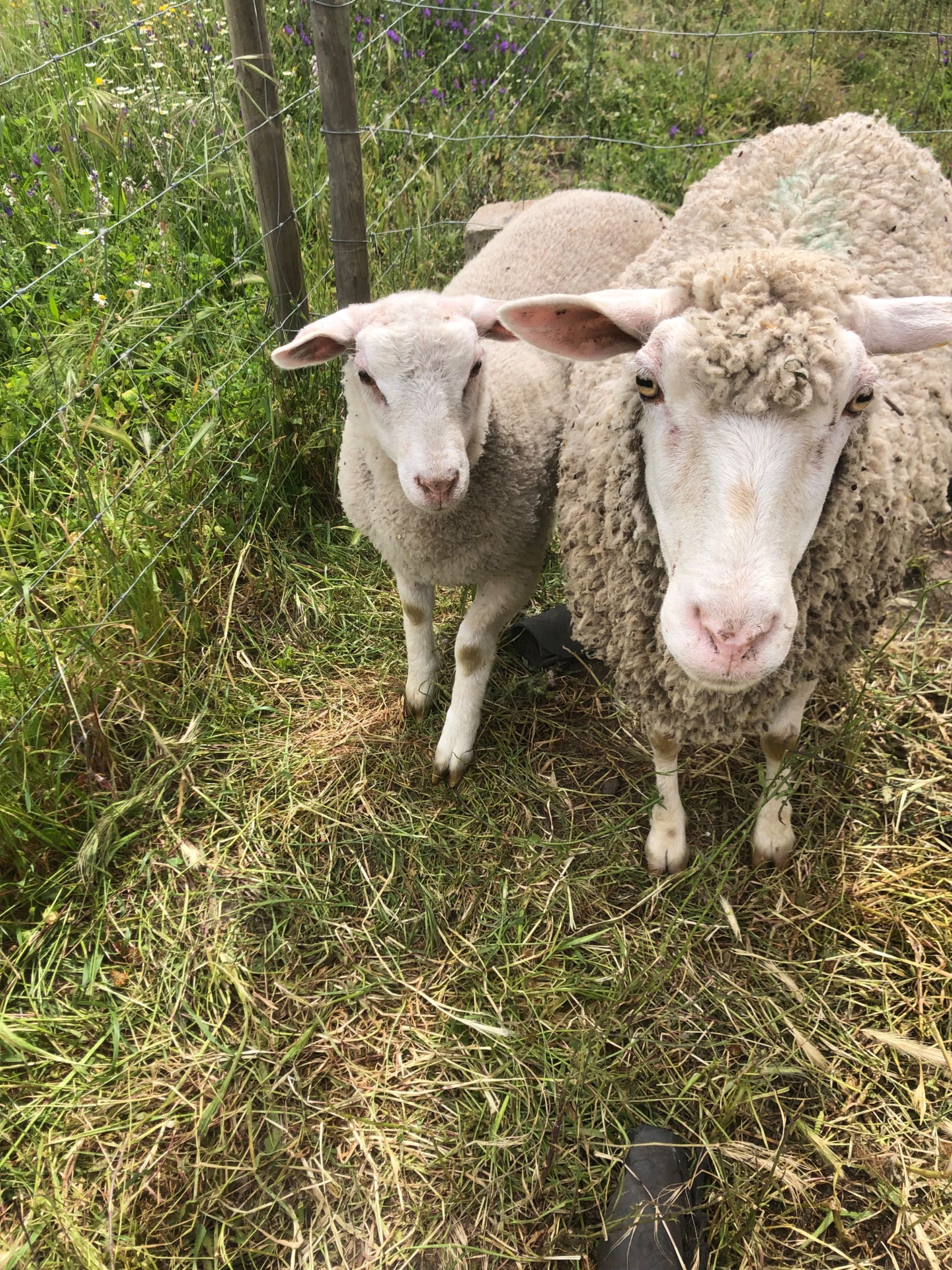 Borrego cruzado de texel