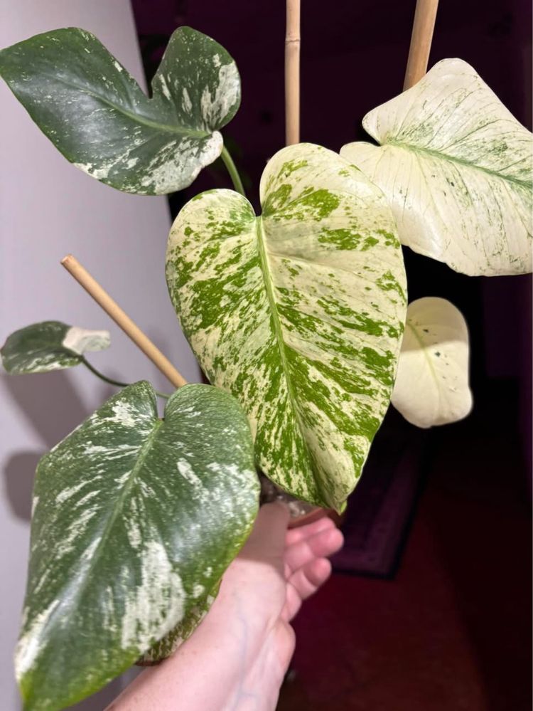 Monstera Deliciosa Mint cztero listna