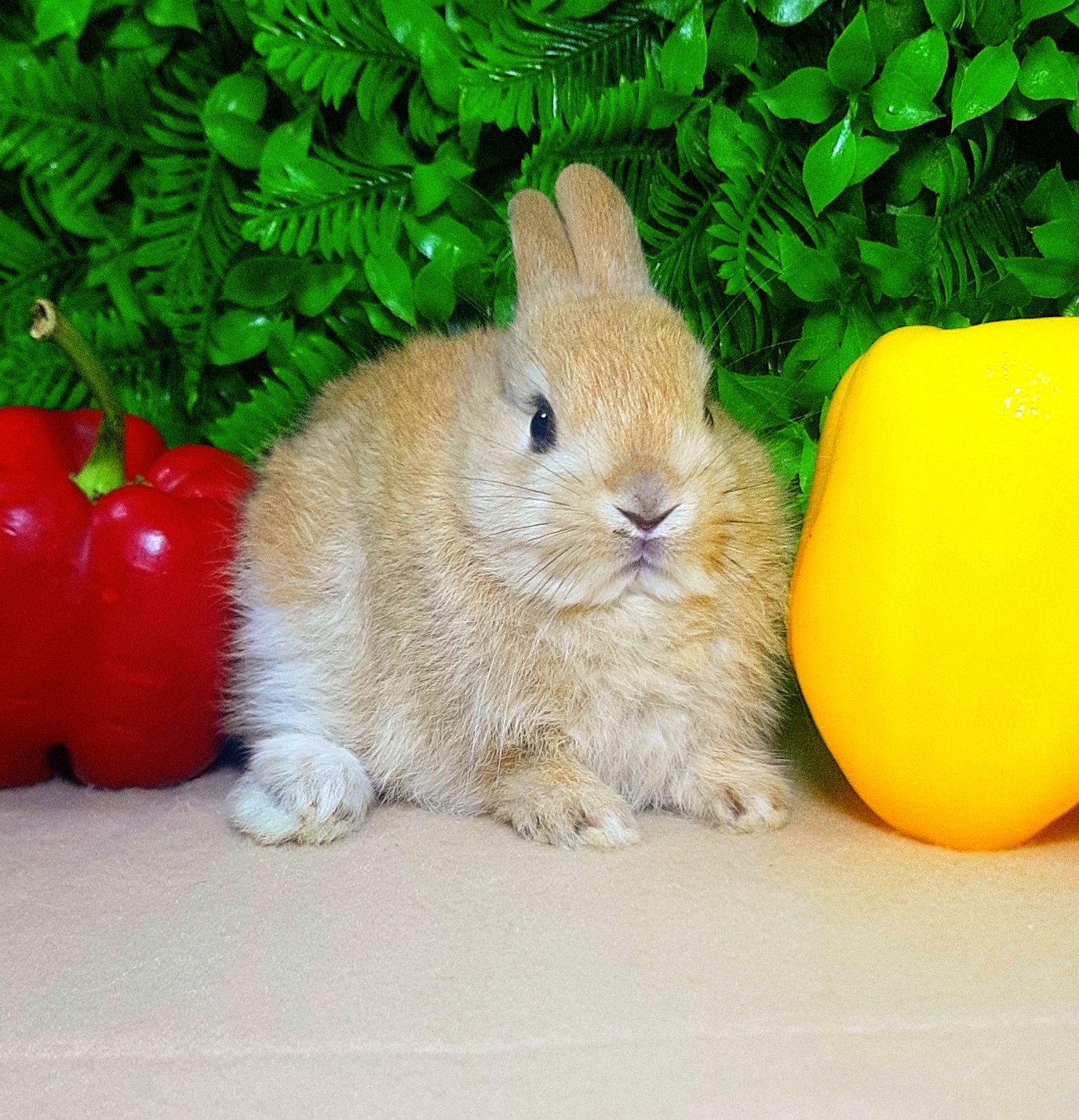Карликовый мини кролик,міні кролики,кроленята,крольчата,карликовые
