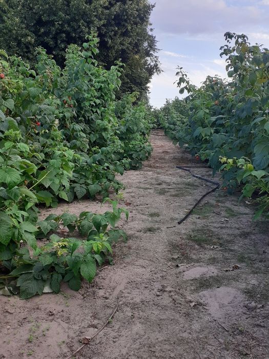 Sadzonki malin jesiennych.  Nowości.