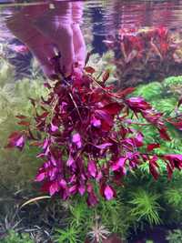 Ludwigia super red mini