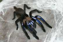 Ptasznik Chilobrachys Electric blue L2