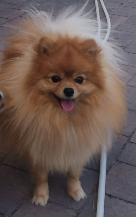 Szpic miniaturowy krycie