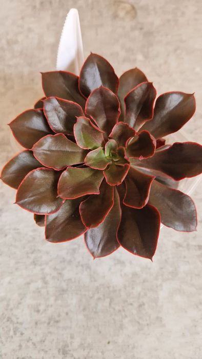 Єхеверія .Гастерія.