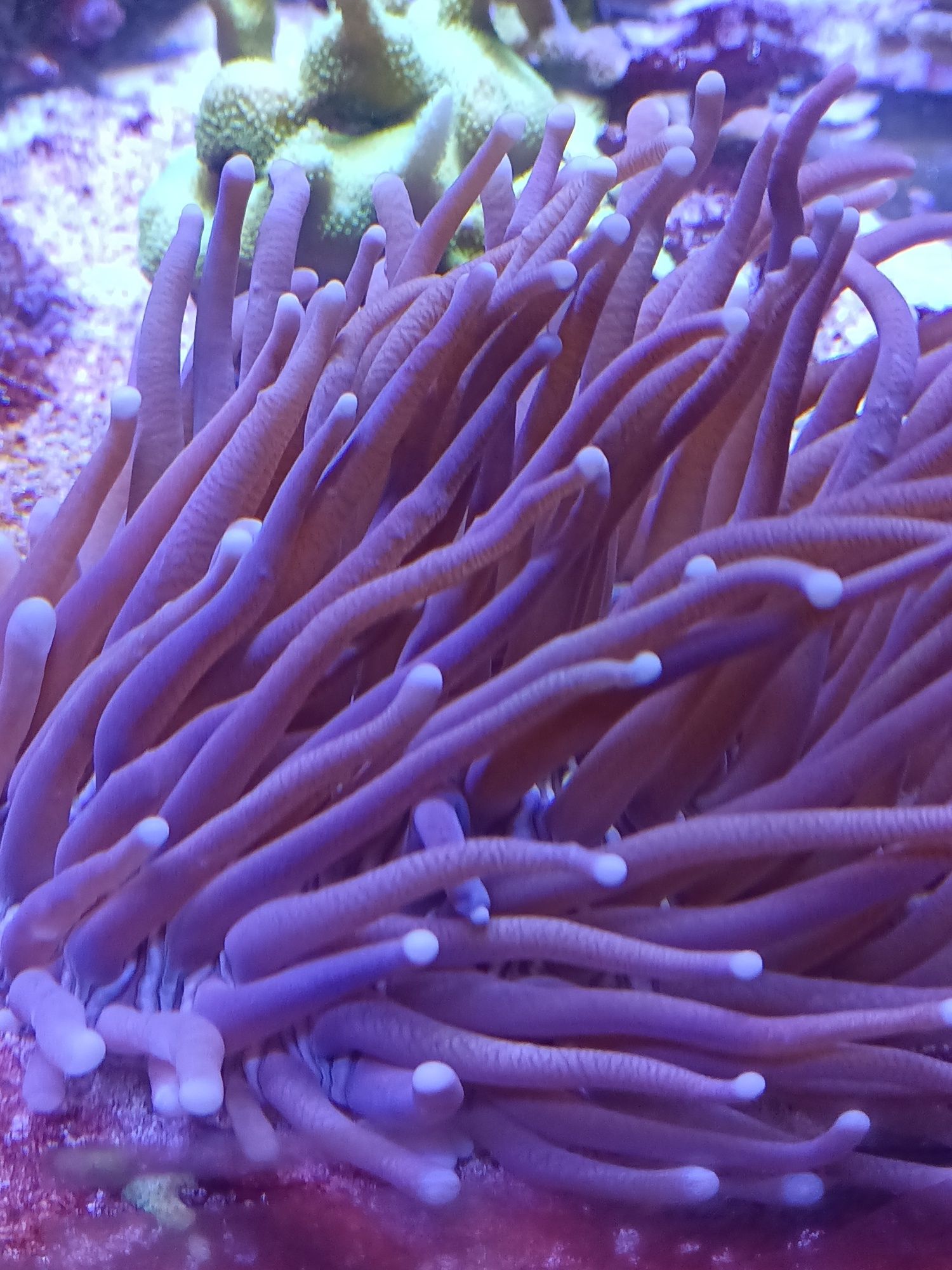 Koralowiec LPS Helofungia actiformis