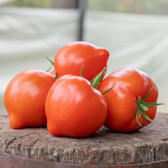Семена Насіння помідор ПЕКОНЕТ F1  PEKONET F1 помидор 2025року