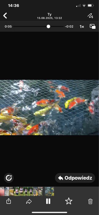 Karp Koi - selekt Japonia