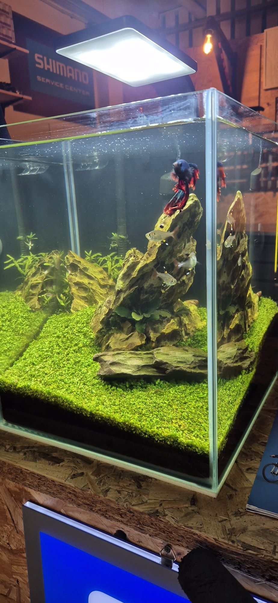 Aquário Aquael kit completo 20L