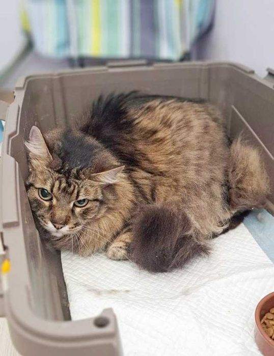 Кот Мурчик ищет семью, 12 лет, кастрирован