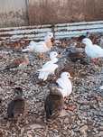 Patos ornamentais 2025