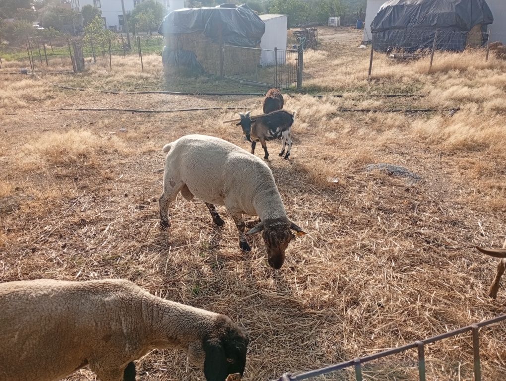 Vendo carneiro cruzado sulfock