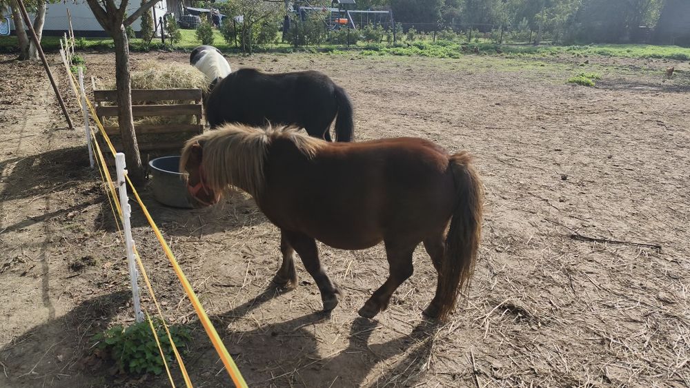 Kucyk klaczka bardzo spokojna