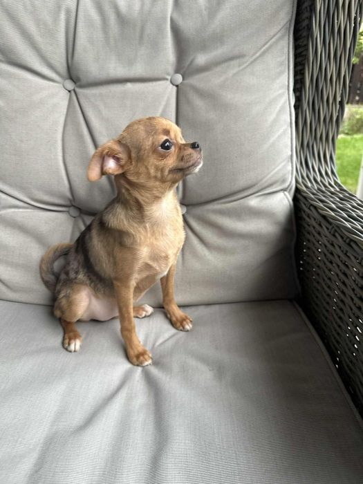 Przesliczna dziewczynka Chihuahua  choco merle tan