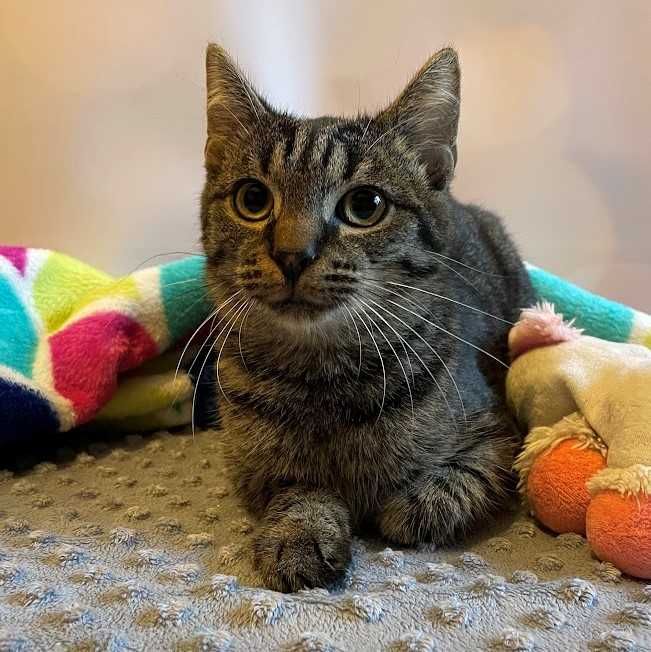 Miły buras Borowy - kot do adopcji
