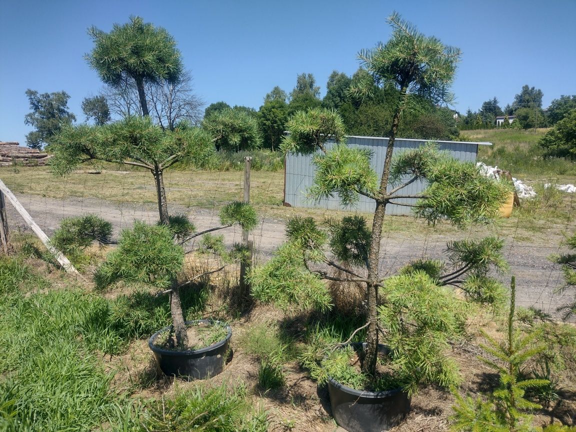 BONSAI w donicy do ogrodu sosna czarna Pinus Nigra, Pinus Sylvestris